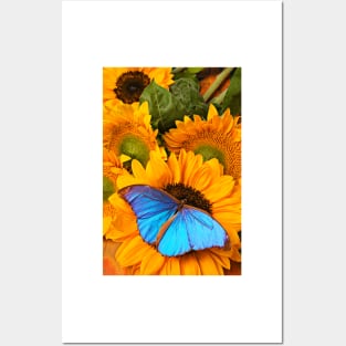 Blue Butterfly On Sunflower Posters and Art